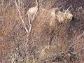 Alaska 2008 040
